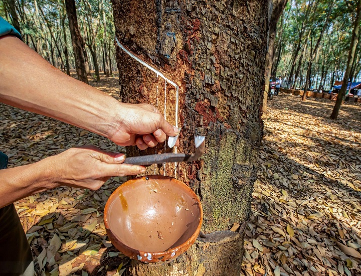 Đặc điểm sinh thái của cây cao su để phát triển tốt nhất